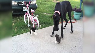 Great Dane Plays with Kittens