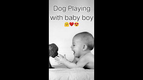 Dog Playing With Baby Boy - Animal studio 01
