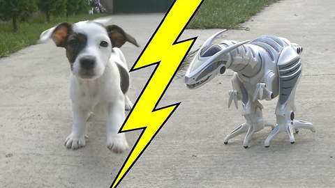 Fearless litter of puppies take on scary robot