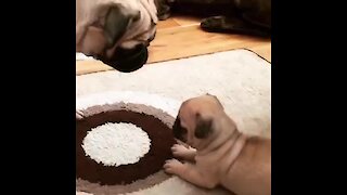 Fearless pug puppy thinks she's a big doggy