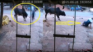 Stray Bull Attack on Man Caught in Camera - Live CCTV Video