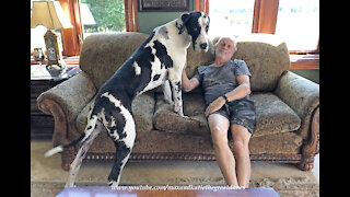 Lovable Great Dane Loves To Give Kisses