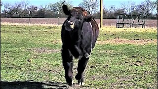 Rescued cow comes running when called by his name
