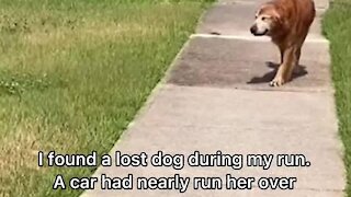 Woman finds a lost dog and helps her get back home