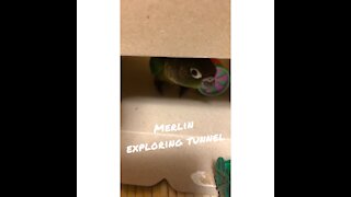 Merlin Exploring Tunbel