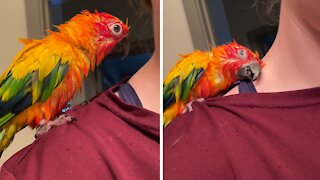 Cute parrot dries off from bath on owner's shoulder