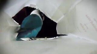 Tap dancing parrot loves to show off epic moves