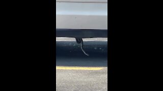 VIDEO: Snake dangling from bottom of car
