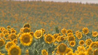 Sheriff's office: Farmers say visitors of sunflower fields are illegally walking, driving into fields