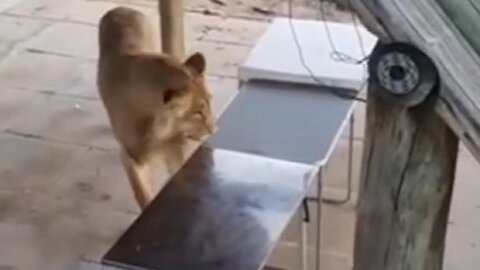 Curious lion gets a bit too close to campsite