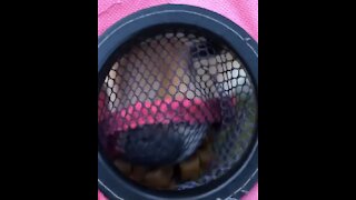 Pomeranian can't figure out how to reach treats inside net cupholder