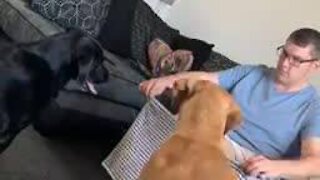 Funny dog messes up man's magic trick
