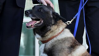 Conan, Military Dog Who Helped In ISIS Raid, Visits White House