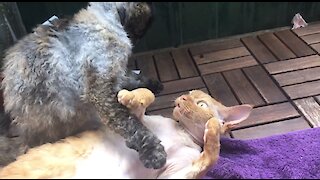 Cats Cuddling Quickly Turns Into Play Fight
