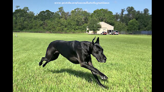 Great Danes perform zoomies and surprisingly high speeds