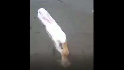 Wow cute swamp rabbit swimming in a lake
