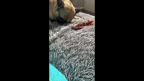 Confused Frenchie tries to bury his bone in owner's bed