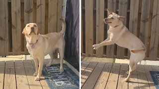 Silly Pup Tries So Hard To Catch A Buzzing Bee