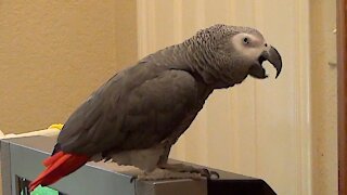 Curious parrot wants to know the color of coffee