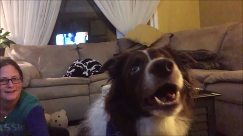 Border Collie obsessed with watching TV