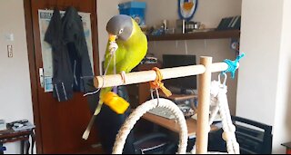 Clever parrot finds a sophisticated way to reach his toy