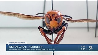 'Murder Hornets' not in Arizona