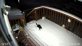Cats in Alaska actually love to play in the snow