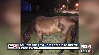 Deputies find wandering horse in Collier County