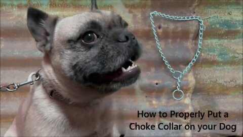 How to Properly Put a Choke Collar on your Dog