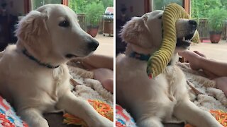 Golden Retriever puppy is still learning how to catch