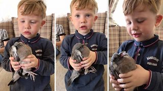 Young animal lover, three, saves pigeon