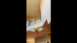 flying parrot