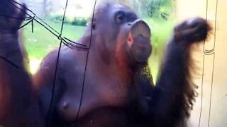 Orangutang vasker vinduet på buret sitt som en proff