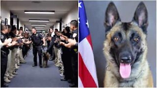 Garde d'honneur pour ce chien policier à la retraite