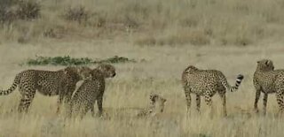 Geparder attackerar annan försvarslös gepard som invaderade deras territorium