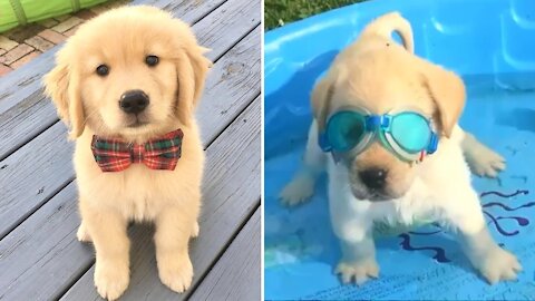 Funniest & Cutest Golden Retriever Puppies-Funny Puppy Videos