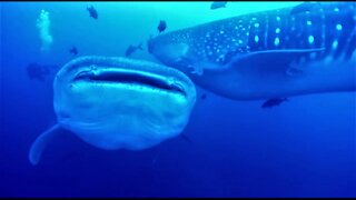 Scuba divers watch in awe as two whale sharks collide