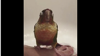 Parrot Nearly Falls Asleep During Relaxing Shower
