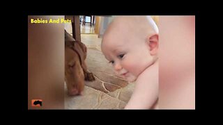 Funny Baby And Vizsla Dogs Playing