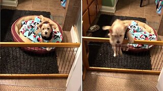 Adorable puppy clambers over fence to get to foster mum before bedtime