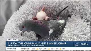 Chihuahua who can't walk gets wheelchair
