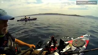 Leão-marinho pula para roubar peixe de pescador