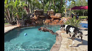 Great Dane watches GSP Pointer dive into new pool