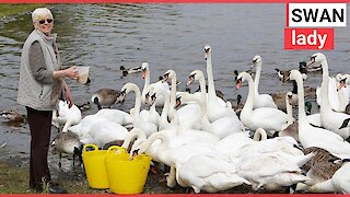 Gran saves swans by feeding them everyday