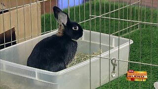 What Happens to Rabbits After Easter?