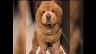Cute Animals Funny and Cute Animal Videos