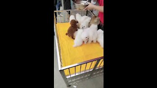 Most Cutest Fluffy Puppies Ever