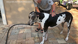 Muddy Great Dane Gets A Bath and Loves To Give Kisses