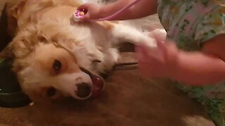 Little Girl Treats Her Doggy With First Aid Kit