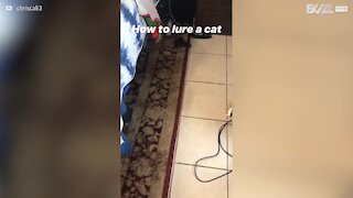 Menino mostra o melhor jeito para chamar um gato